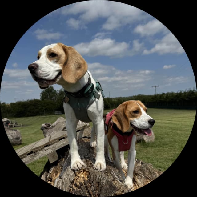 Poppy & Bagel - Two beagles outdoors